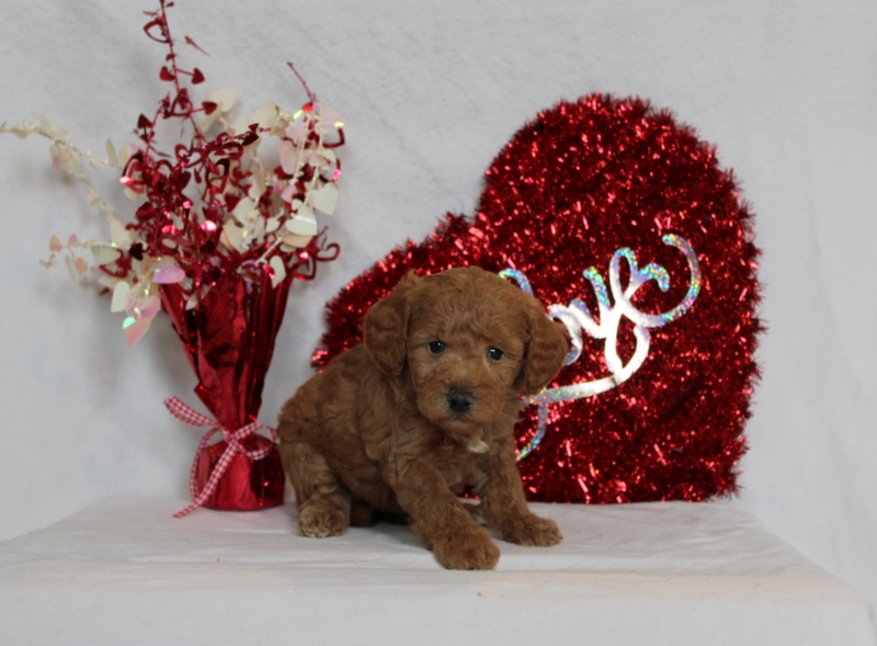 puppy, for, sale, Mini Berndoodle F2B, Matthew B. Stoltzfus, dog, breeder, Gap, PA, dog-breeder, puppy-for-sale, forsale, nearby, find, puppyfind, locator, puppylocator, aca